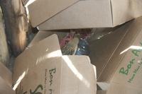 bird in boxes Serengeti, Ngorongoro, East Africa, Tanzania, Africa