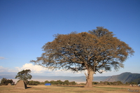 hotel--ngorongoro camp Serengeti, Ngorongoro, East Africa, Tanzania, Africa