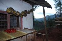 tomato and bananna Lushoto, East Africa, Tanzania, Africa