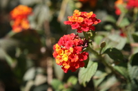 red flowers Ushoto, East Africa, Tanzania, Africa