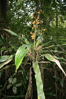 peace plant Ushoto, East Africa, Tanzania, Africa