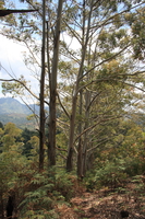 eucalyptus Ushoto, East Africa, Tanzania, Africa
