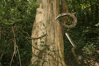 vineplant Ushoto, East Africa, Tanzania, Africa