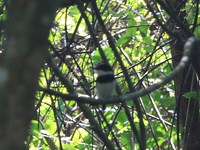 usambara green booboo Ushoto, East Africa, Tanzania, Africa