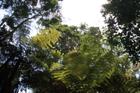 fern tree Ushoto, East Africa, Tanzania, Africa