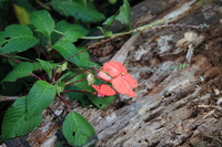 busylizid Ushoto, East Africa, Tanzania, Africa