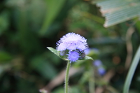 agretam Ushoto, East Africa, Tanzania, Africa