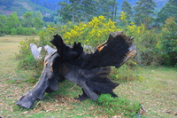 fallen tree Ushoto, East Africa, Tanzania, Africa