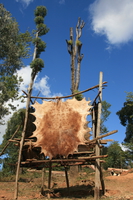 view--cow skin Rawangi, East Africa, Tanzania, Africa