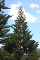 star tree Rawangi, East Africa, Tanzania, Africa