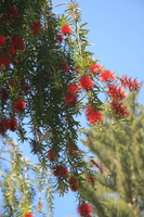 bottle brush tree Rawangi, East Africa, Tanzania, Africa