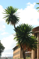 dragon palm tree Rawangi, East Africa, Tanzania, Africa