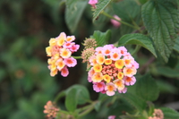 lantana camara Rawangi, East Africa, Tanzania, Africa