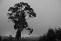 view--misty tree Rawangi, East Africa, Tanzania, Africa