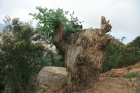 rebirth of eucalyptus Mtae, East Africa, Tanzania, Africa