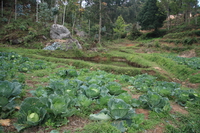 primary school garden Mtae, East Africa, Tanzania, Africa