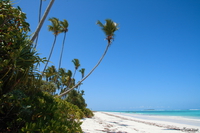 071006142440_view--palm_tree_on_matemwe_beach