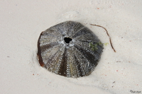 view--urchin Zanzibar, East Africa, Tanzania, Africa