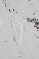 footprint Zanzibar, East Africa, Tanzania, Africa