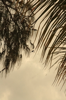 spider on beach Zanzibar, East Africa, Tanzania, Africa