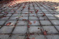 fallen leaves Arusha, Zanzibar, East Africa, Tanzania, Africa