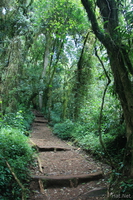 trail Moshi, kilimanjaro, East Africa, Tanzania, Africa