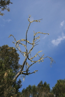 mold tree Moshi, kilimanjaro, East Africa, Tanzania, Africa