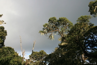 view--trees with beard Moshi, kilimanjaro, East Africa, Tanzania, Africa