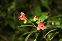 impatiens kilimanjari Moshi, kilimanjaro, East Africa, Tanzania, Africa