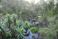 lobelia Moshi, kilimanjaro, East Africa, Tanzania, Africa