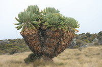 giant lovelia Kilimanjaro, East Africa, Tanzania, Africa