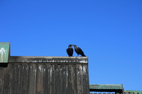 striped back ravens kissing Kilimanjaro, East Africa, Tanzania, Africa