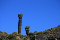 view--lobelia torch Kilimanjaro, East Africa, Tanzania, Africa