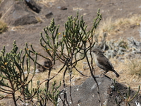 kilimanjaro sparrow Kilimanjaro, East Africa, Tanzania, Africa