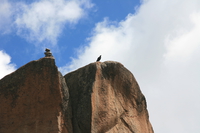 raven on peak Kilimanjaro, East Africa, Tanzania, Africa