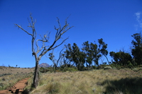 barren tree Kilimanjaro, East Africa, Tanzania, Africa