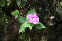 pink flowers Kilimanjaro, East Africa, Tanzania, Africa