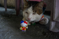 Hello Kitty in houtong cat village 暖暖區,  New Taipei City,  Taiwan, Asia