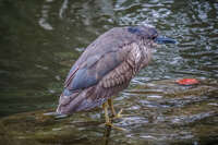 night heron taipei botanical garden Taipei,  Taipei City,  Taiwan, Asia