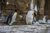 Penguins in Taipei Zoo Wenshan District,  Taipei City,  Taiwan, Asia