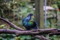 Birds of Taipei Zoo Wenshan District,  Taipei City,  Taiwan, Asia