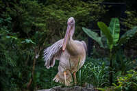 Birds of Taipei Zoo Wenshan District,  Taipei City,  Taiwan, Asia