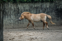 African Horse Wenshan District,  Taipei City,  Taiwan, Asia