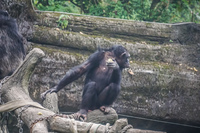 Chimpanze in Taipei Zoo Wenshan District,  Taipei City,  Taiwan, Asia