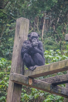 Chimpanze in Taipei Zoo Wenshan District,  Taipei City,  Taiwan, Asia