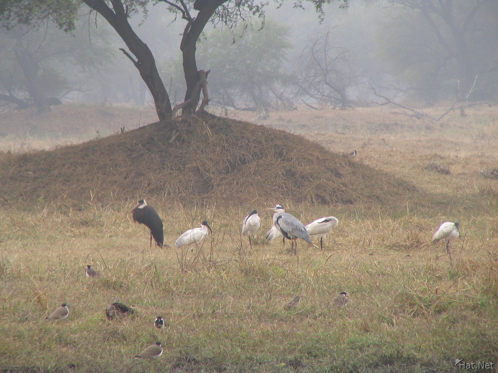 heron and ibis