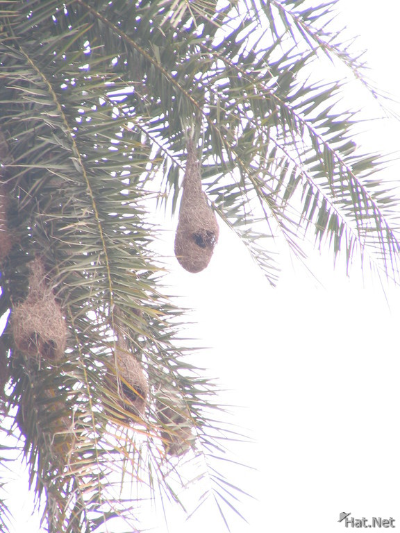 hanging nest of baya weaver bird