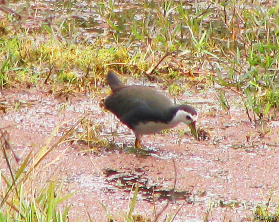 white-breasted waterhen
