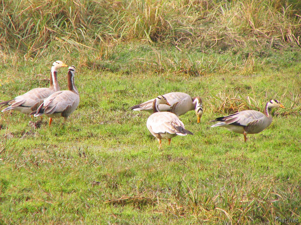 wire headed geese