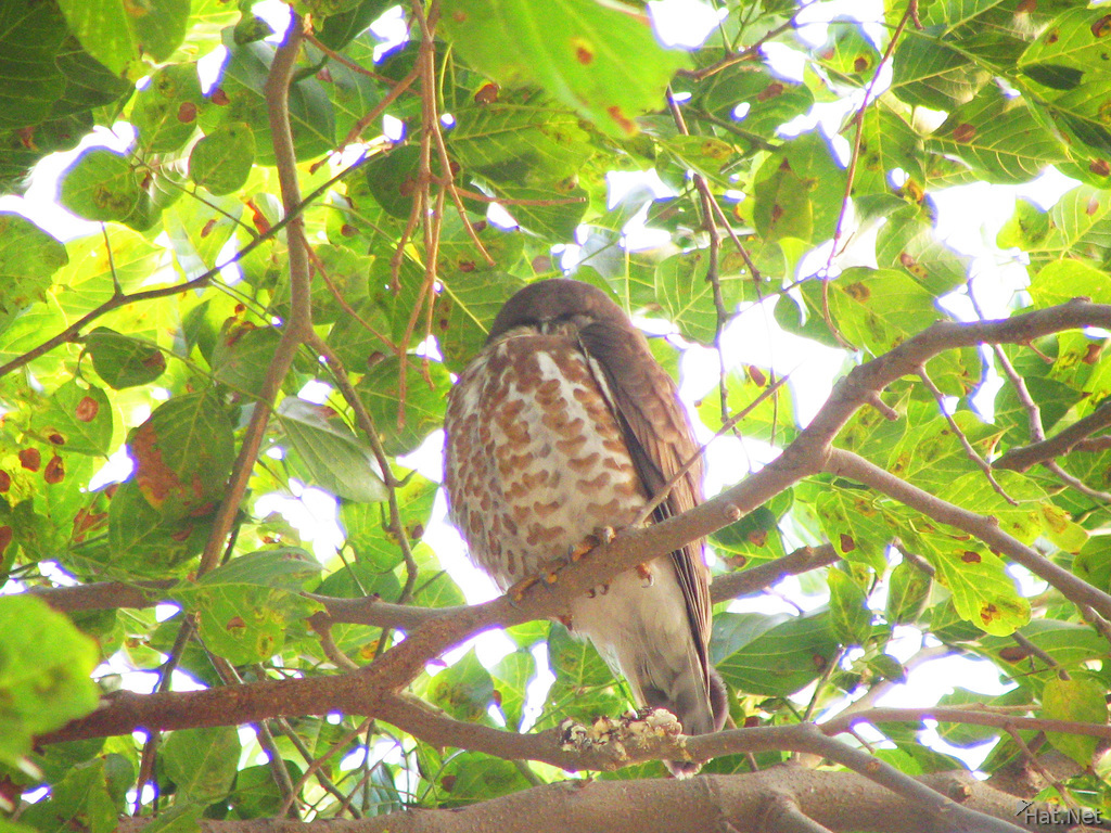 brown hawk owl